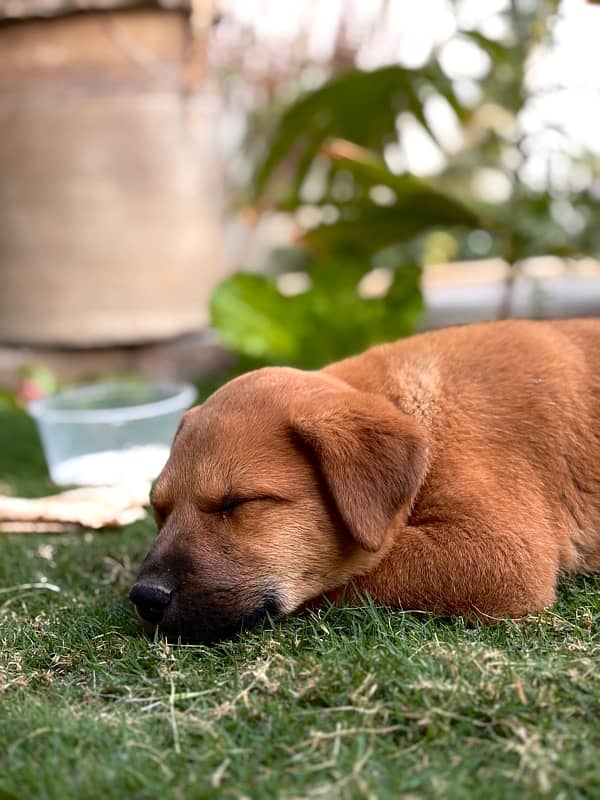 Cross Labra Female Dog | 3 Month Age 4