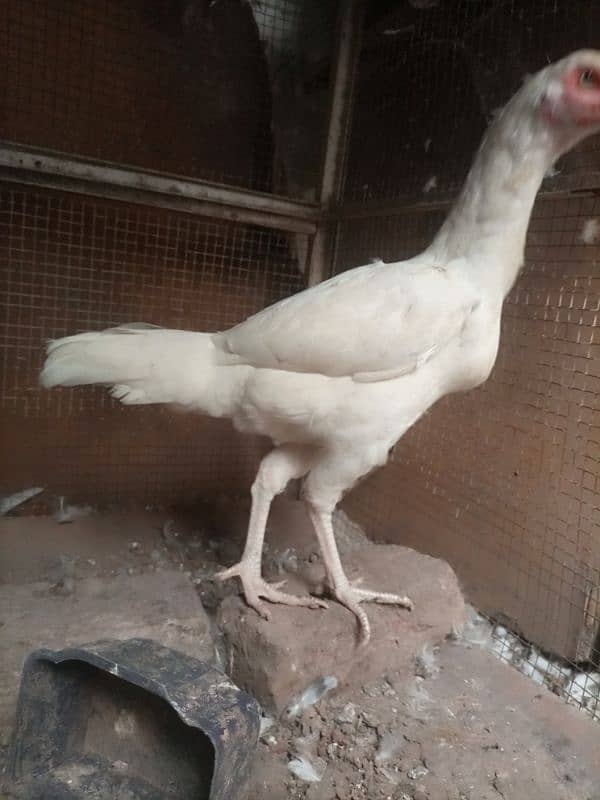 breeder hera aseel female 2