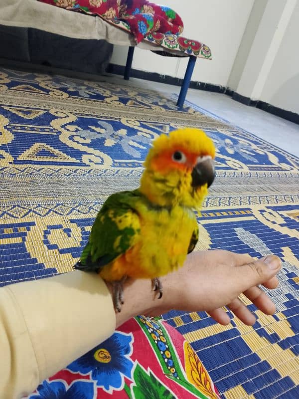 Supertame Sun Conure 0