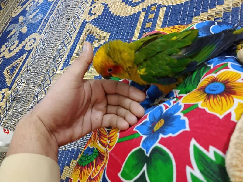 Supertame Sun Conure 1