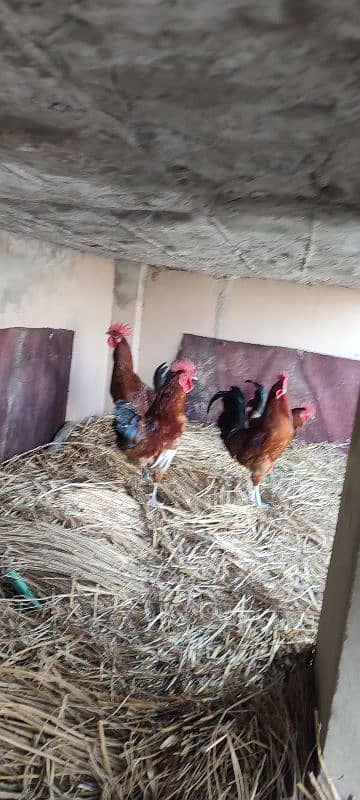 age 8 month hen 4 pic 0