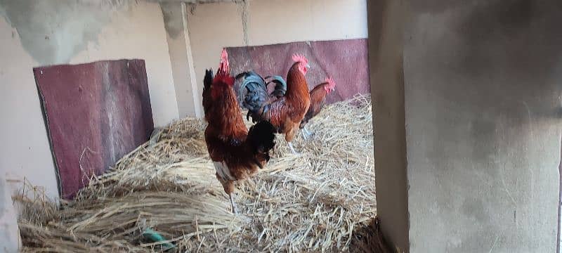 age 8 month hen 4 pic 1