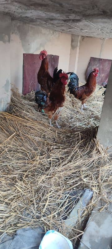 age 8 month hen 4 pic 2