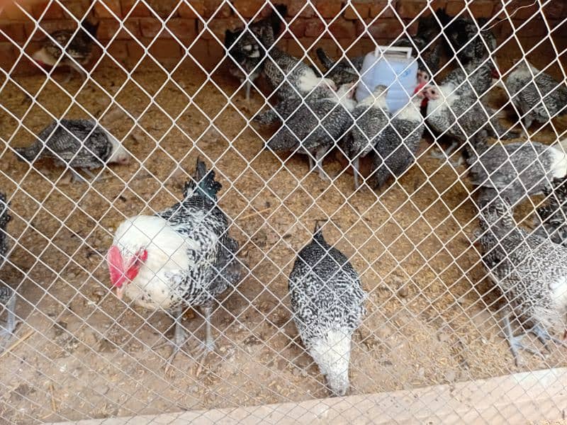 Austrolop Fayumi australorp 1