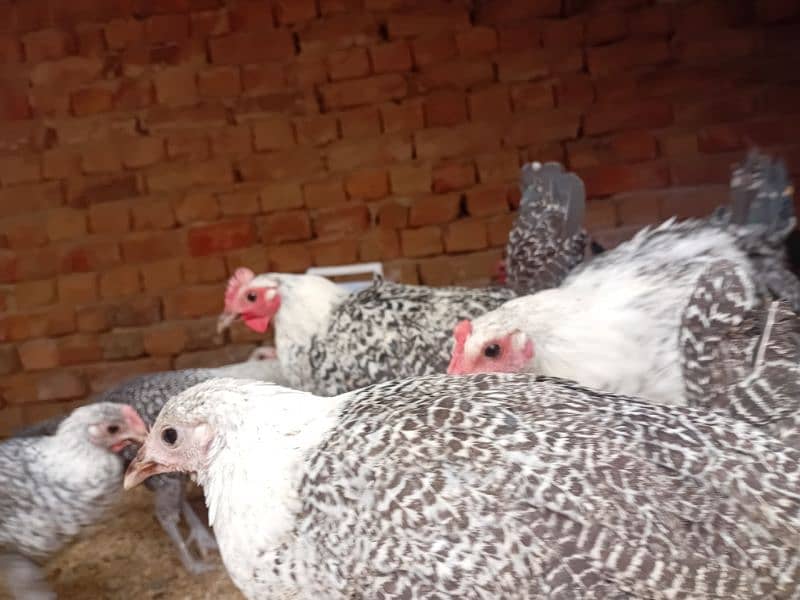 Austrolop Fayumi australorp 3