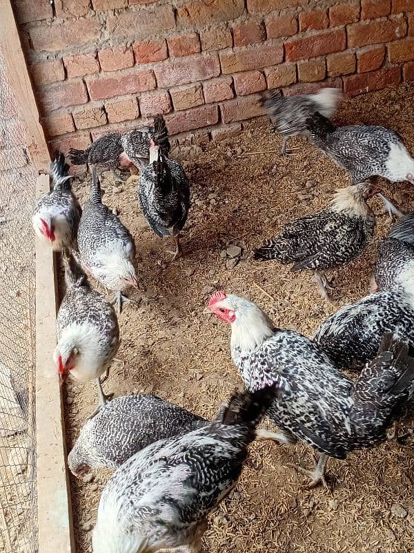 Austrolop Fayumi australorp 4