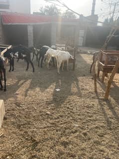 goats for sale