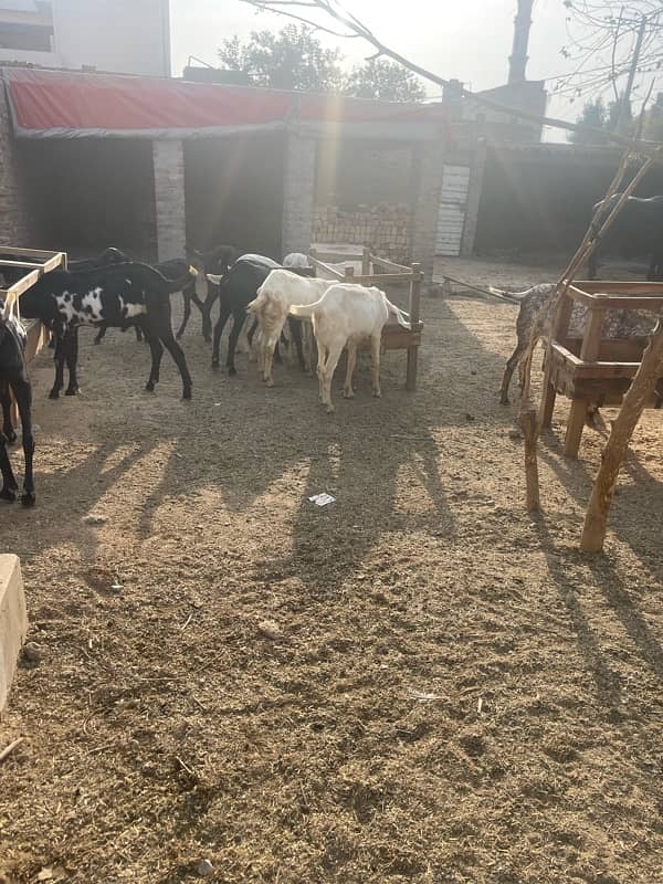 goats for sale 0