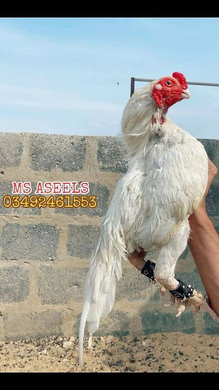 Paper White Breeder Male Heera Aseel 1