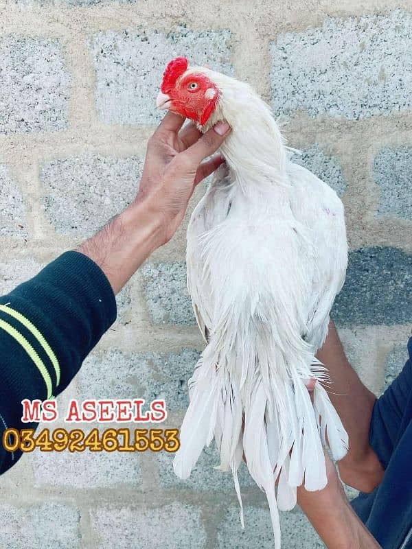 Paper White Breeder Male Heera Aseel 4