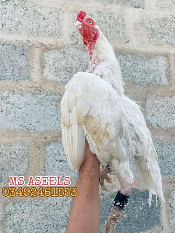 Paper White Breeder Male Heera Aseel 8