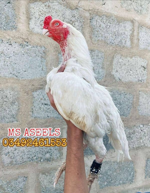 Paper White Breeder Male Heera Aseel 10