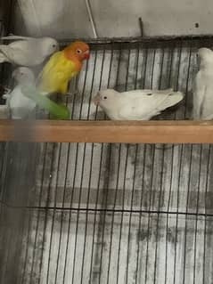 Lovebird 1st Clutch Pathy