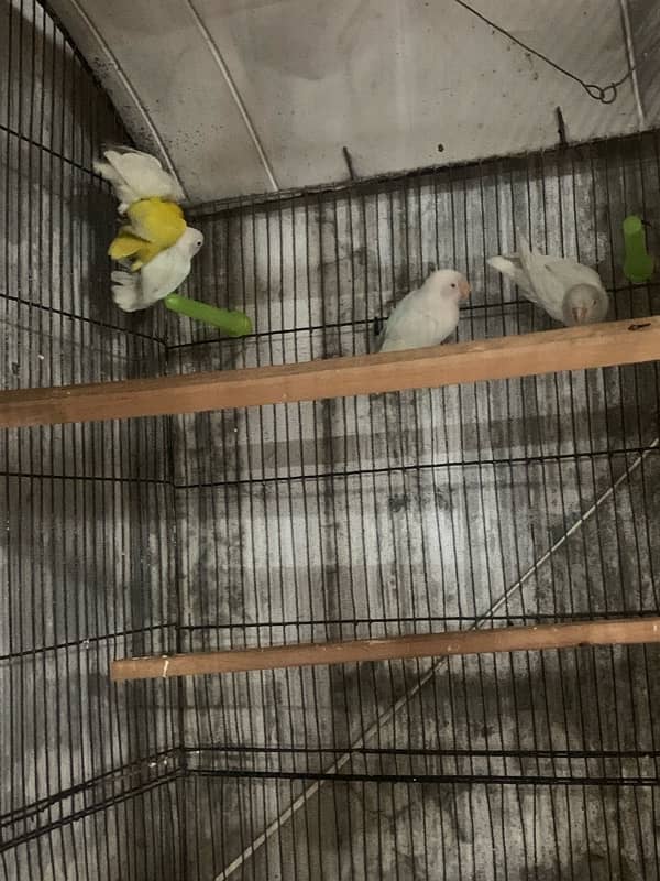 Lovebird 1st Clutch Pathy 1