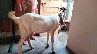 Goat for sale confirm pregnant 2 mhiny 10 din ki