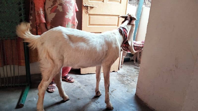 Goat for sale confirm pregnant 2 mhiny 10 din ki 0