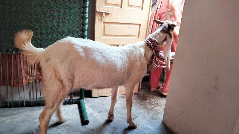 Goat for sale confirm pregnant 2 mhiny 10 din ki 1