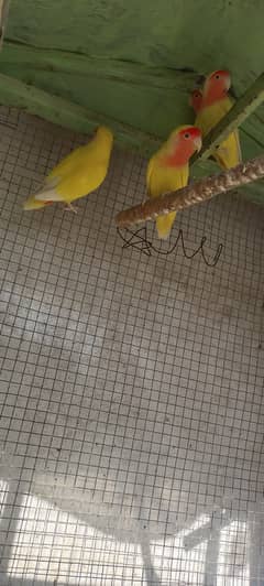 Latino Lovebirds Breader Pair for Sale