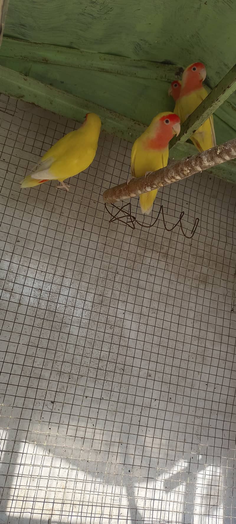 Latino Lovebirds Breader Pair for Sale 0