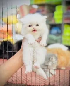 Persian cat My WhatsApp number 03290364327 for sale