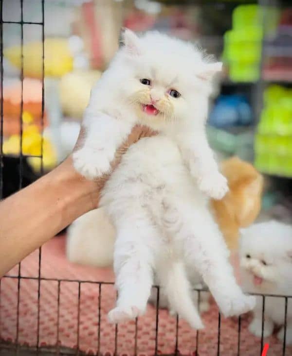 Persian cat My WhatsApp number 03290364327 for sale 1