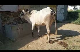 Fathy jungi cow