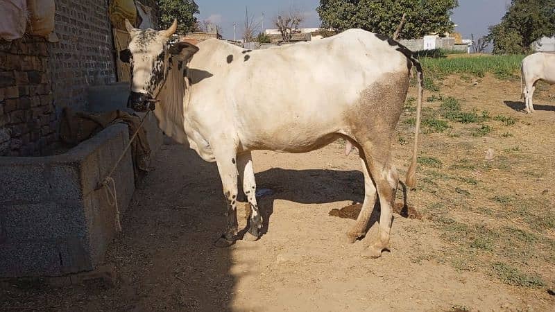 Fathy jungi cow 1