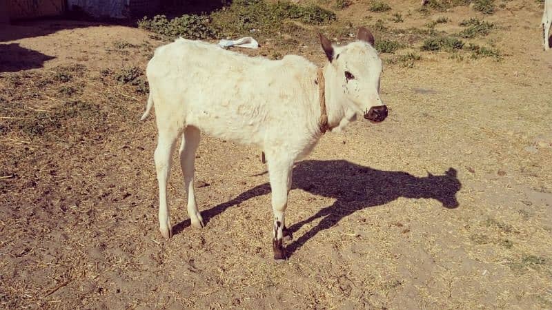 Fathy jungi cow 2