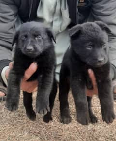 Black German shepherd puppies available for sale