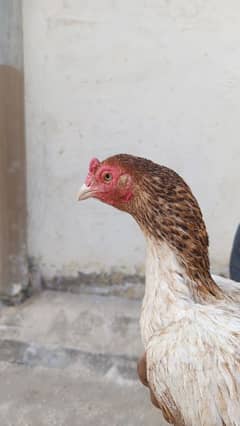 hen