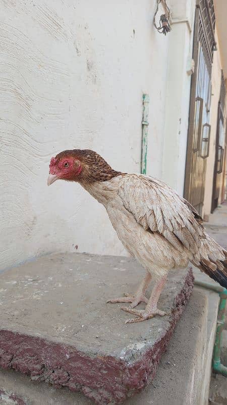 hen for sale urgent 1