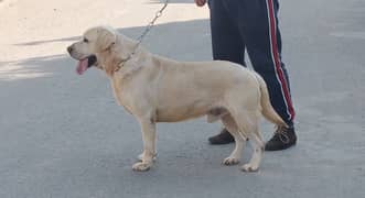 Labrador Retriever Imported Male