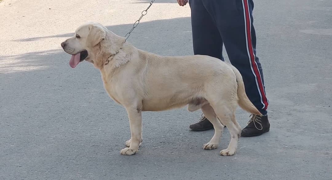 Labrador Retriever Imported Male 0