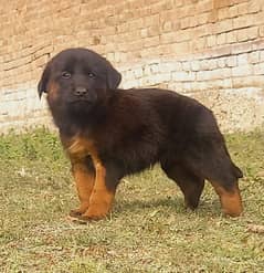 German Shepherd double coate puppy  / German Shepherd  puppy for sale