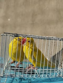 yellow ringneck pair with DNA