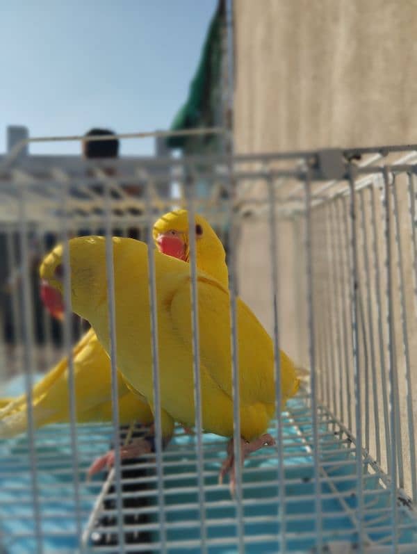 yellow ringneck pair with DNA 1