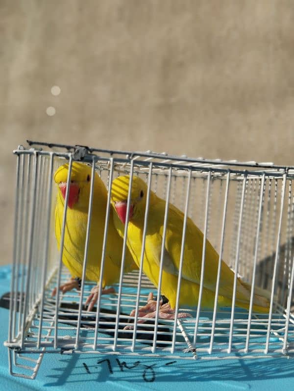 yellow ringneck pair with DNA 2