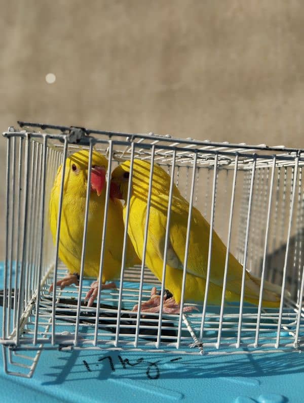 yellow ringneck pair with DNA 3