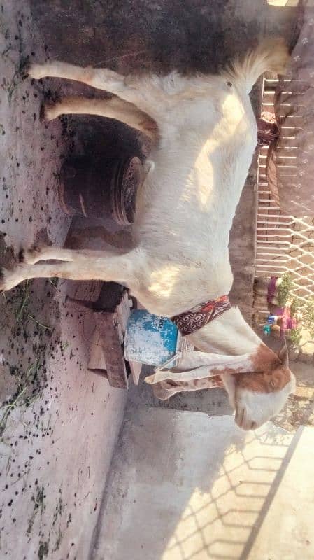 Goat for sale confirm pregnant 2 mhiny 10 din ki 2