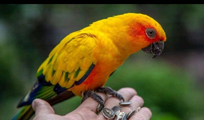 sun conure parrot 0