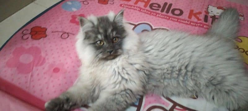 Persian triple coat cat 100% Active 0