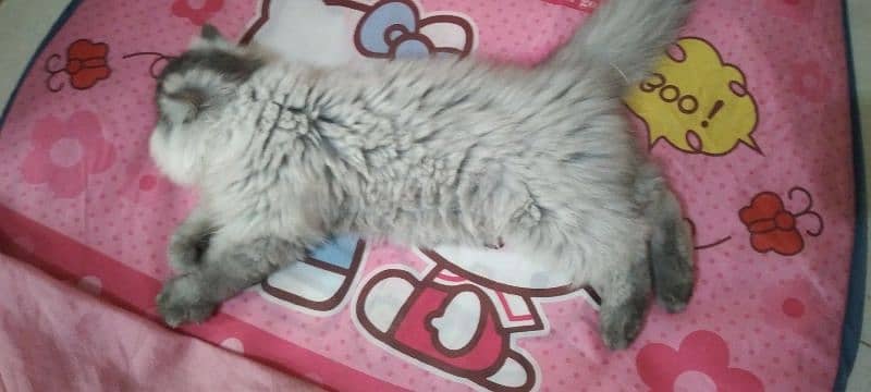 Persian triple coat cat 100% Active 1