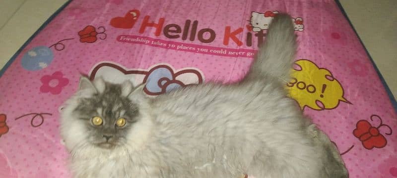 Persian triple coat cat 100% Active 4