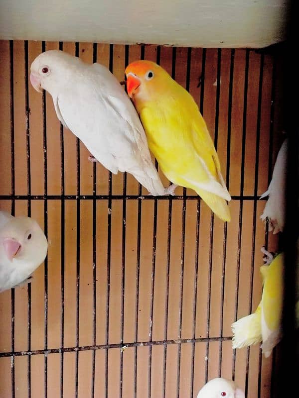 jambo size Decino/albino red eye/ blue fishri split pale fallow 1