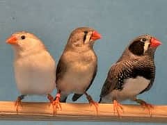 Zebra Finch clear beak pathy pair