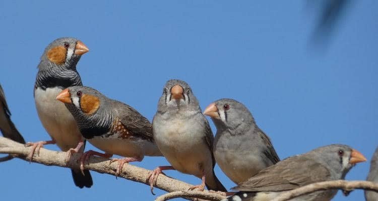 Zebra Finch clear beak pathy pair 1