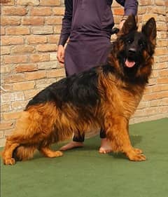 triple coat hug size female confirm breeder for sale