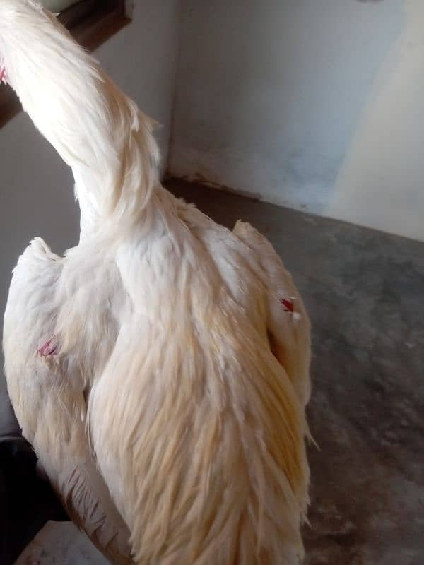 white heara murgha for sale 0