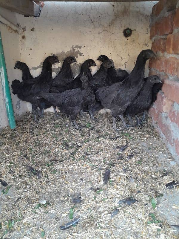 Ayam Cemani Chicks 3 Months Age 0