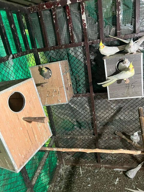 i want to sale cockatial 03185278196 0